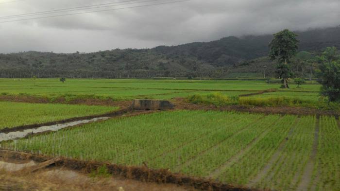 Amran Optimalkan Lahan Rawa Merauke, Target 40 Ribu Hektare Siap Panen